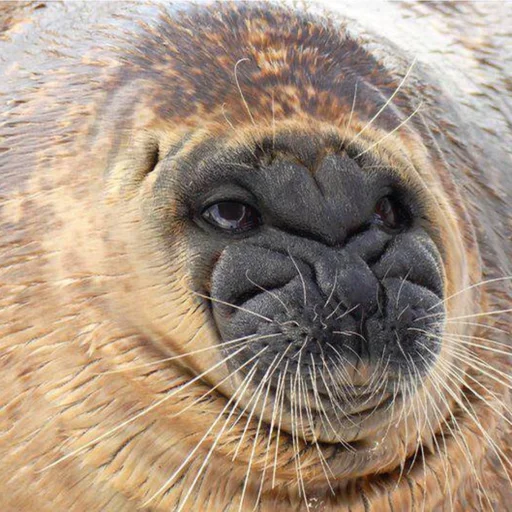😣 Стикер «seals4life» для Telegram