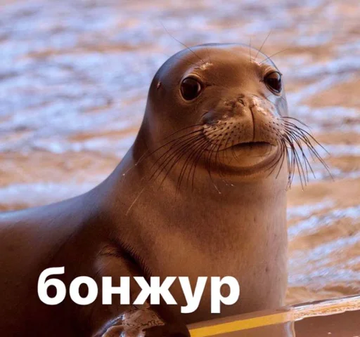 🥸 Стикер «seals4life» для Telegram