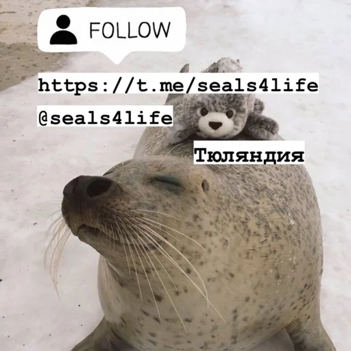 Стикерпак seals4life для Telegram