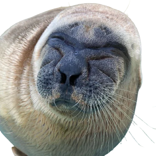 😩 Стикер «seals4life» для Telegram