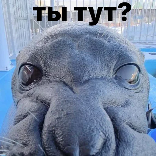👀 Стикер «seals4life» для Telegram