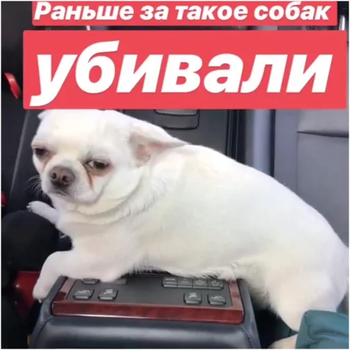 Стикерпак Себек для Telegram