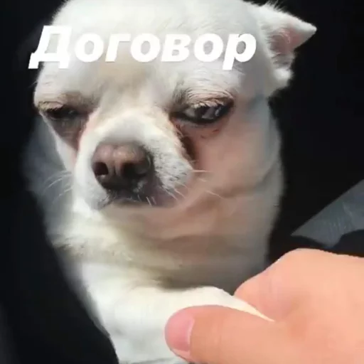 🤝 Стикер «Себек» для Telegram