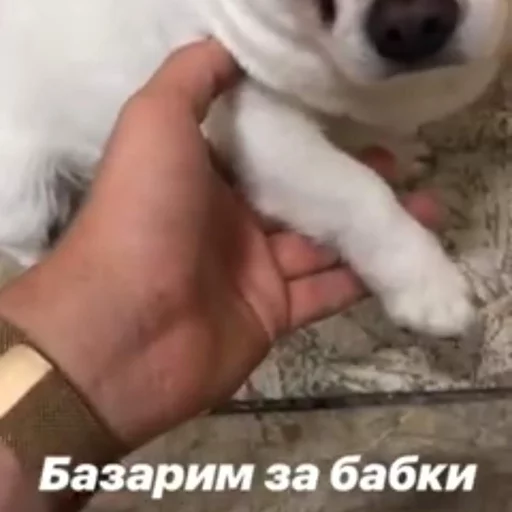 💵 Стикер «Себек» для Telegram