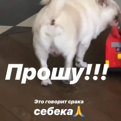 🙏 Стикер «Себек» для Telegram