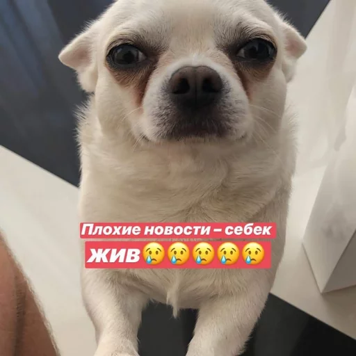 😇 Стикер «Себек» для Telegram