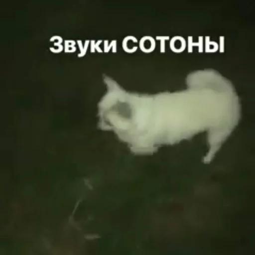 😈 Стикер «Себек» для Telegram