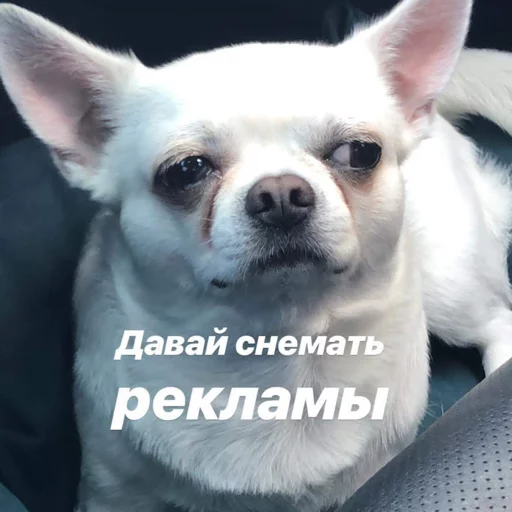 🎬 Стикер «Себек» для Telegram