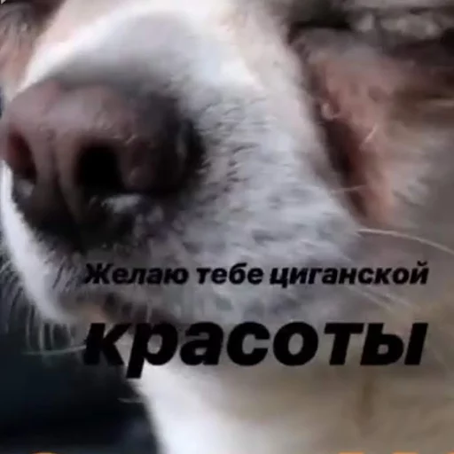 🐴 Стикер «Себек» для Telegram