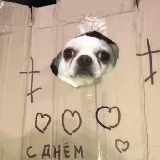 ✝️ Стикер «Себек» для Telegram