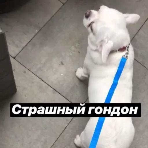 😡 Стикер «Себек» для Telegram