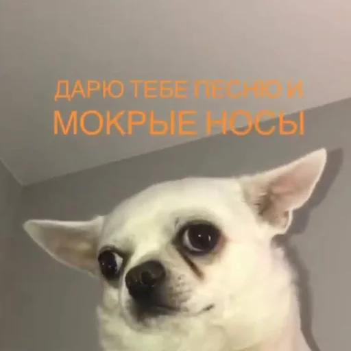 🎼 Стикер «Себек» для Telegram