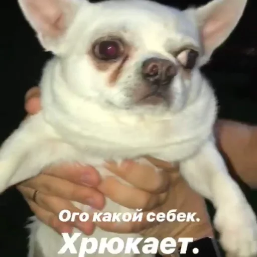 🐷 Стикер «Себек» для Telegram