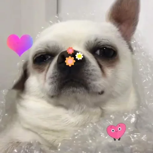 🌸 Стикер «Себек» для Telegram