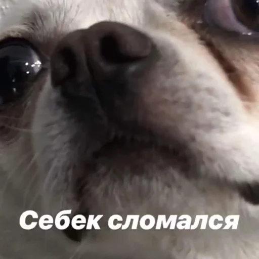 🤥 Стикер «Себек» для Telegram