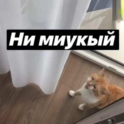 🐈 Стикер «Себек» для Telegram