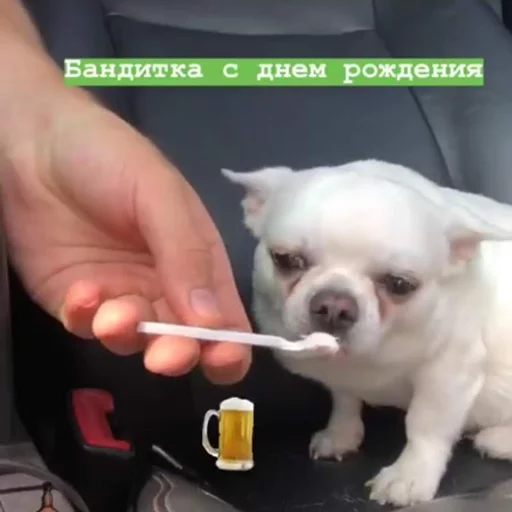 🍻 Стикер «Себек» для Telegram