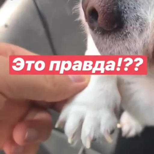 🤥 Стикер «Себек» для Telegram
