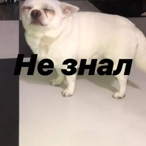 🤔 Стикер «Себек» для Telegram