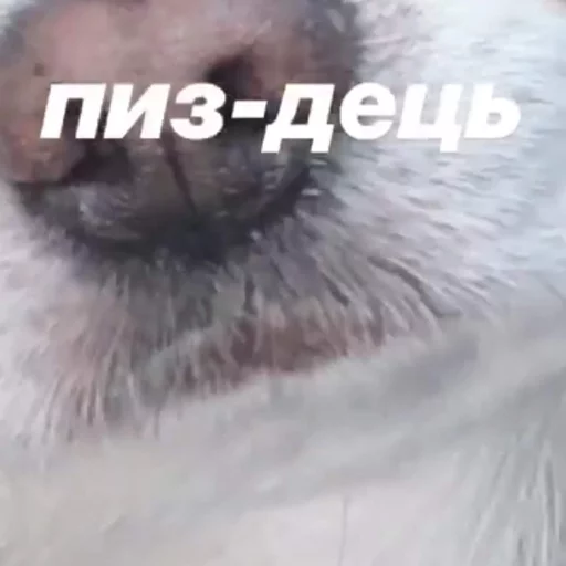 😕 Стикер «Себек» для Telegram