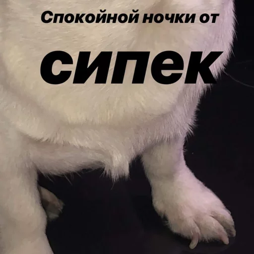 😘 Стикер «Себек» для Telegram