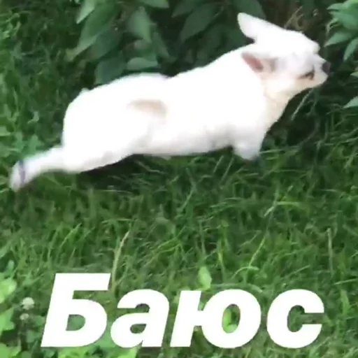 🙀 Стикер «Себек» для Telegram