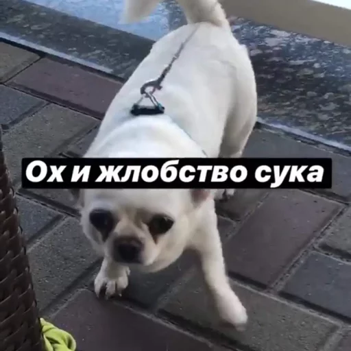 👿 Стикер «Себек» для Telegram