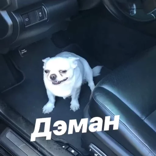 😈 Стикер «Себек» для Telegram