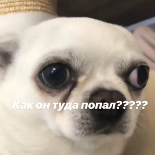🤷‍♂️ Стикер «Себек» для Telegram