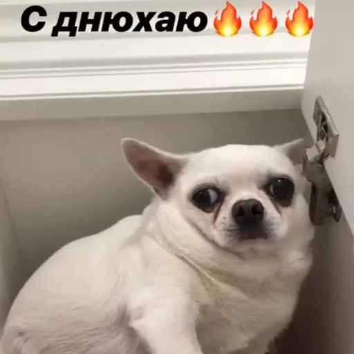 🍾 Стикер «Себек» для Telegram