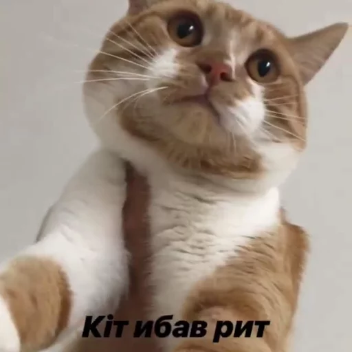 🐱 Стикер «Себек» для Telegram