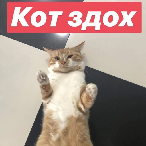 ⚰️ Стикер «Себек» для Telegram