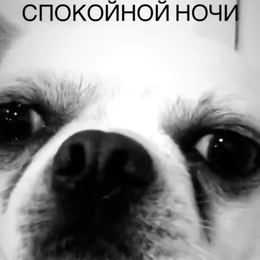 🌚 Стикер «Себек» для Telegram