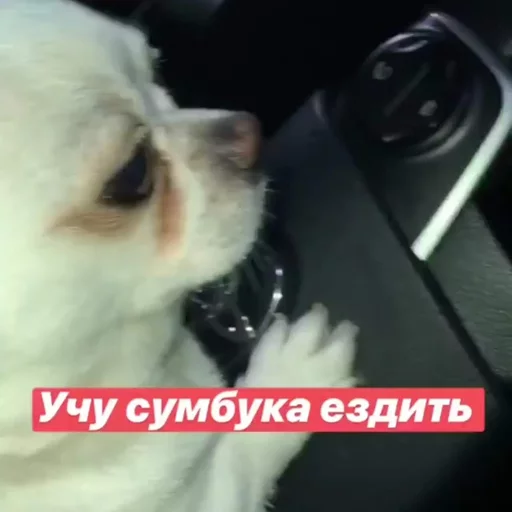 🏎 Стикер «Себек» для Telegram