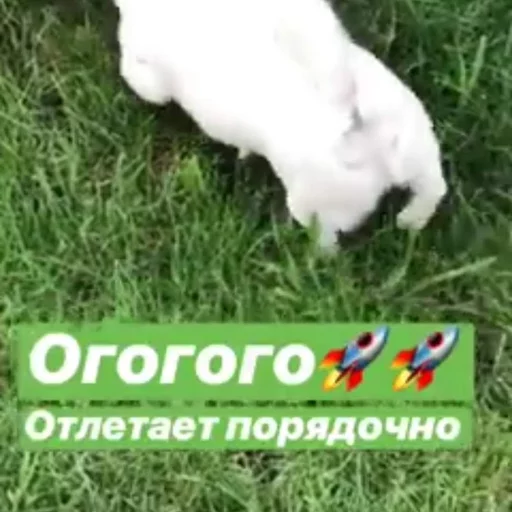 🙆‍♂️ Стикер «Себек» для Telegram