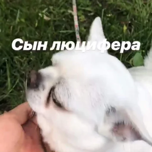 🤦‍♂️ Стикер «Себек» для Telegram