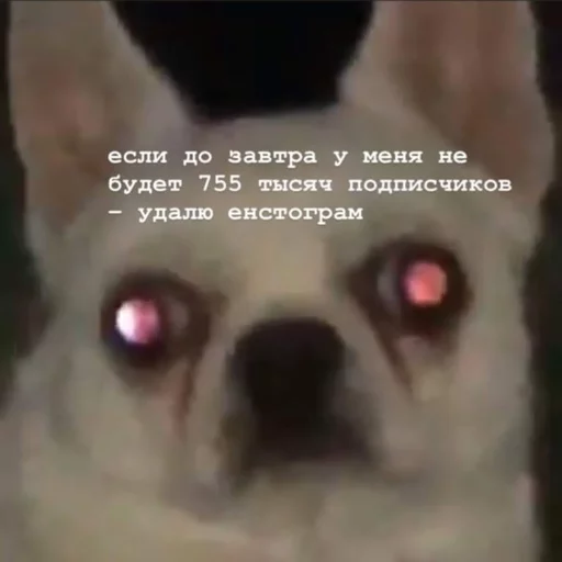 🤡 Стикер «Себек» для Telegram