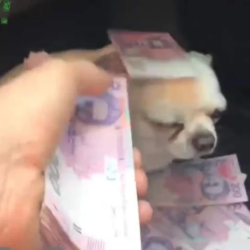 😜 Стикер «Себек» для Telegram