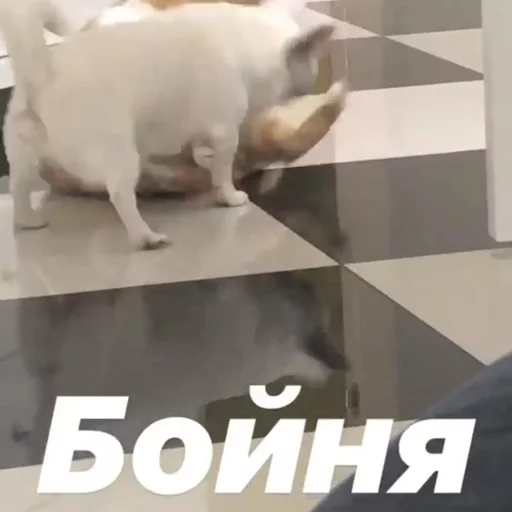 🤼‍♂️ Стикер «Себек» для Telegram