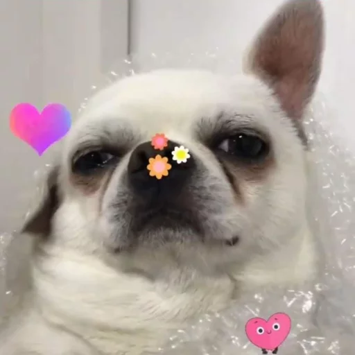 🌼 Стикер «Себек» для Telegram