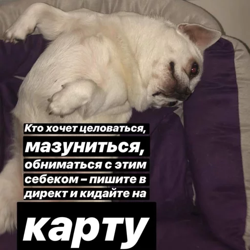 😚 Стикер «Себек» для Telegram