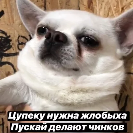 😍 Стикер «Себек» для Telegram