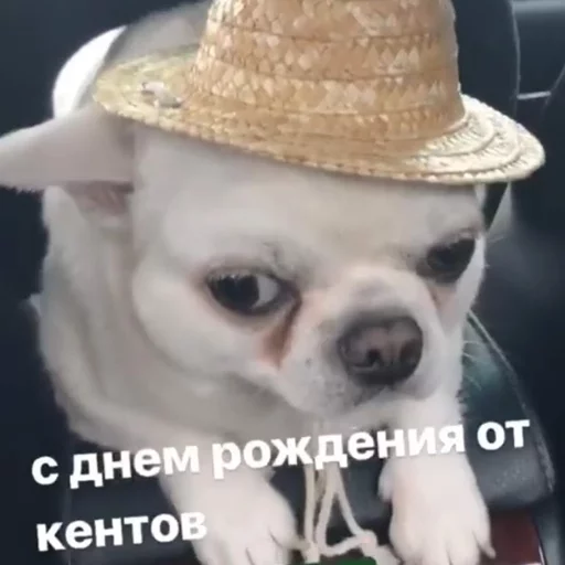 🐾 Стикер «Себек» для Telegram