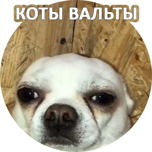 😿 Стикер «SebekBandit» для Telegram