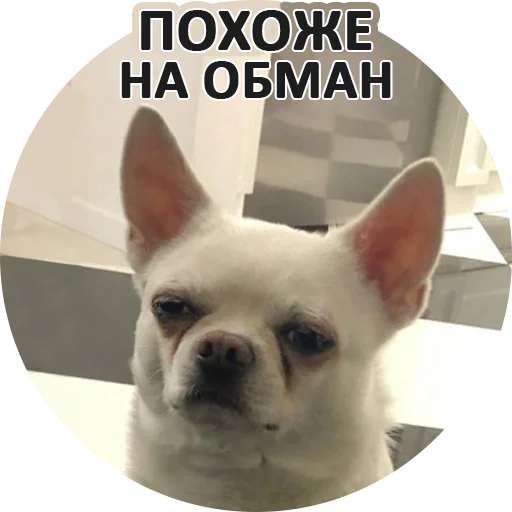 👎 Стикер «SebekBandit» для Telegram