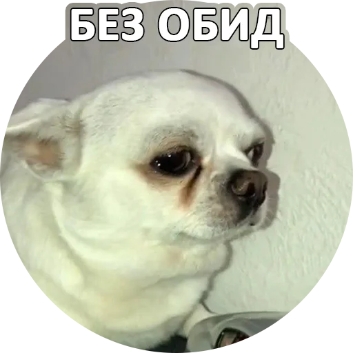 😌 Стикер «SebekBandit» для Telegram