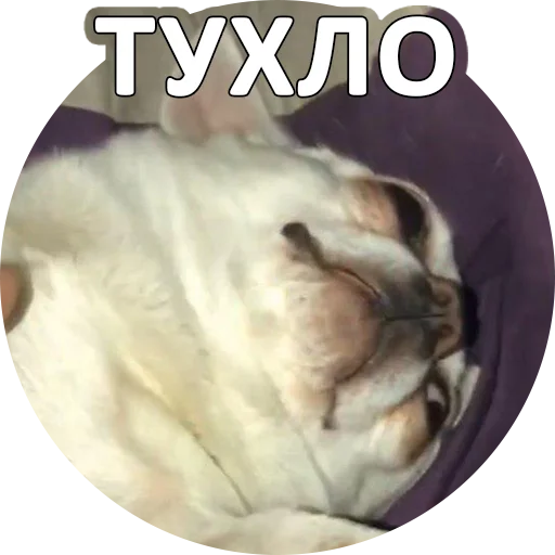 🤢 Стикер «SebekBandit» для Telegram