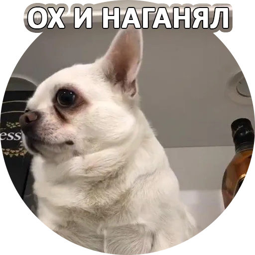 😎 Стикер «SebekBandit» для Telegram