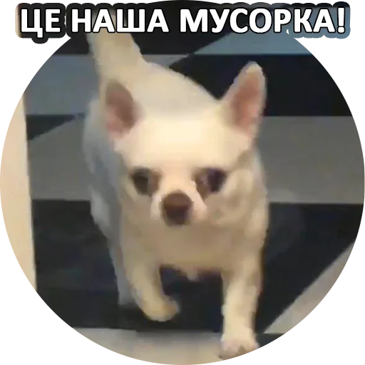 😨 Стикер «SebekBandit» для Telegram