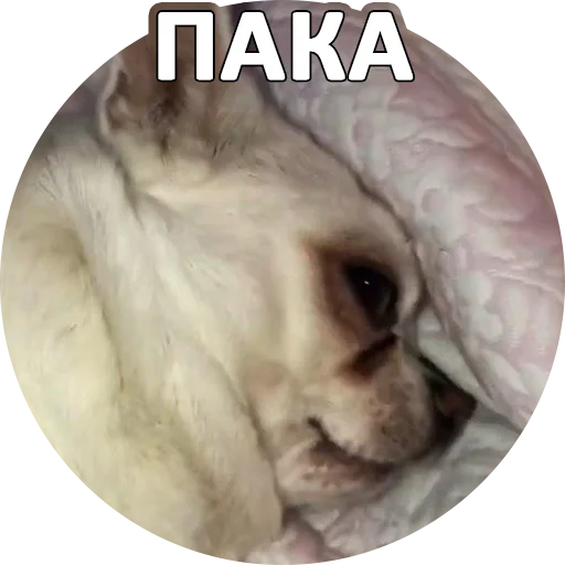 ✋ Стикер «SebekBandit» для Telegram
